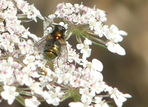 Eudasyphora cyanella