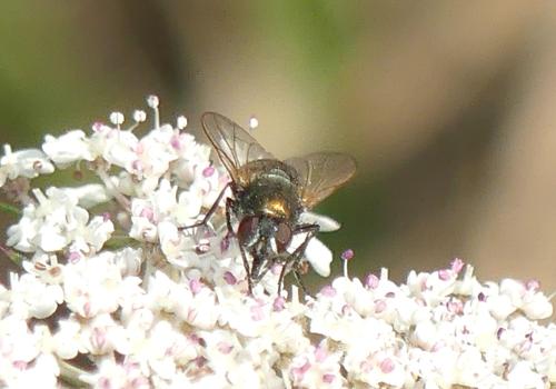 Eudasyphora cyanella
