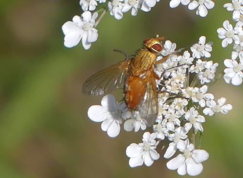 Leskia aurea