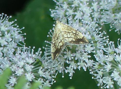 Evergestis pallidata