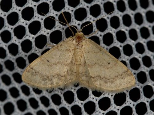 Idaea biselata