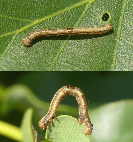 Agriopis sp.