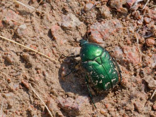 Protaetia ungarica sibirica