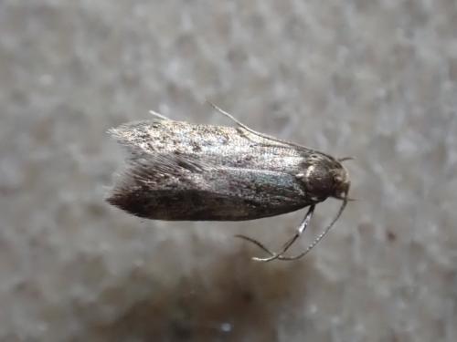 Borkhausenia fuscescens