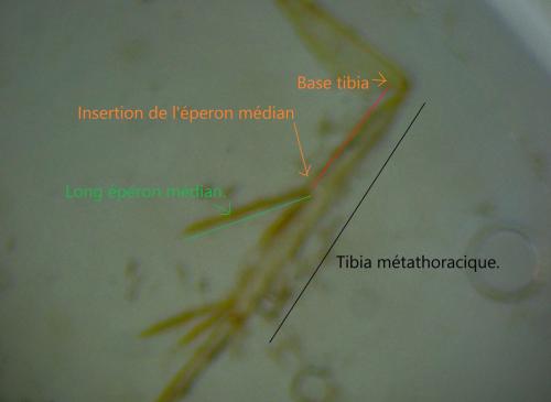 Borkhausenia fuscescens
