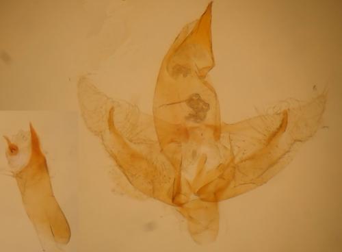 Borkhausenia fuscescens