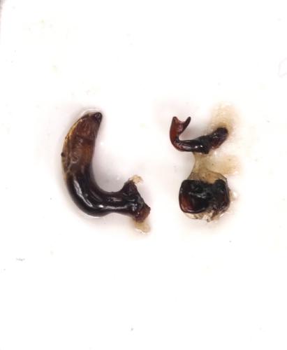 Réf. 362 265 : Pterostichus honnoratii