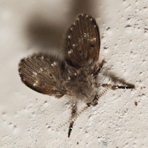 Clogmia albipunctata