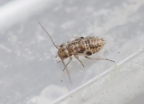 Ectopsocus sp.