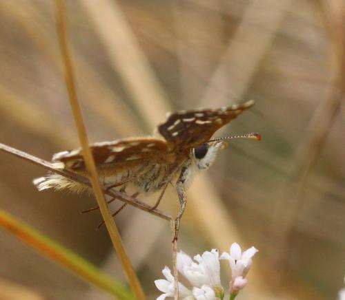 Pyrgus malvoides