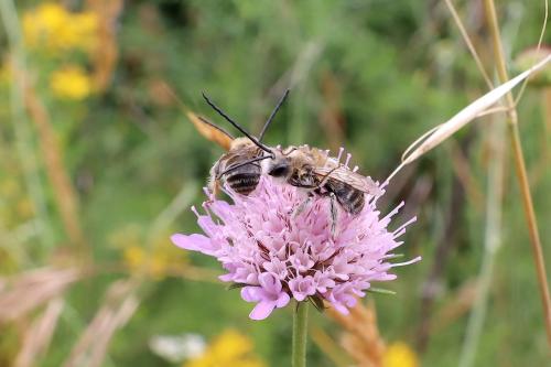 Eucera nigrifacies