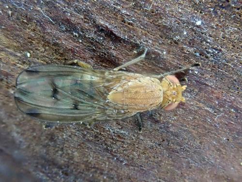 Réf. 362 762 : Suillia imberbis