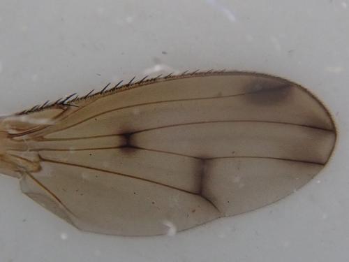 Réf. 362 767 : Suillia imberbis