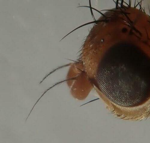 Suillia imberbis