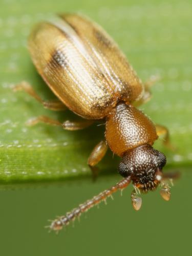 Réf. 362 419 : Psammoecus bipunctatus