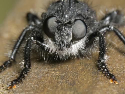 Andrenosoma atrum