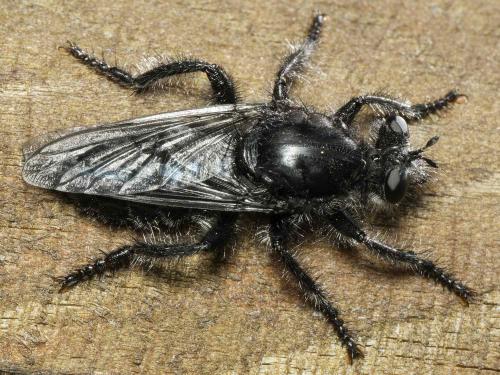 Andrenosoma atrum