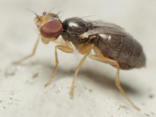 Stiphrosoma sabulosum