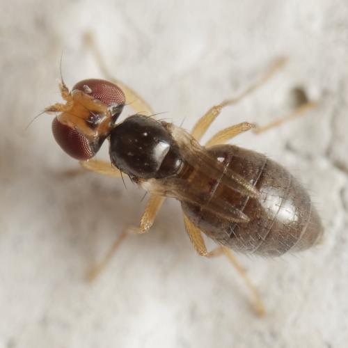 Stiphrosoma sabulosum