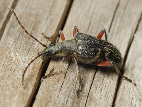 Evodinus clathratus