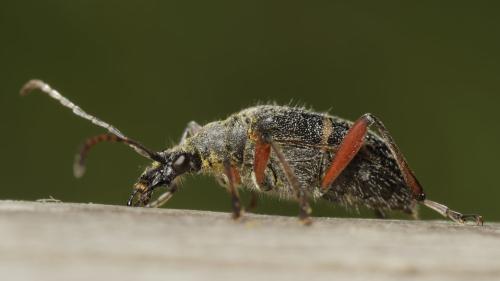 Evodinus clathratus