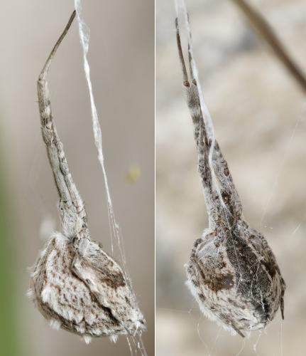 Réf. 362 101 : Uloborus walckenaerius