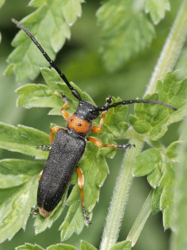 Phytoecia affinis affinis