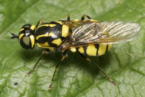 Oxycera locuples