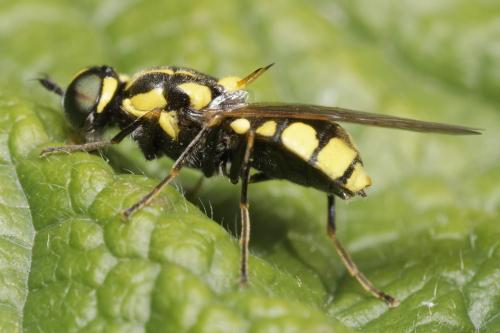 Oxycera locuples