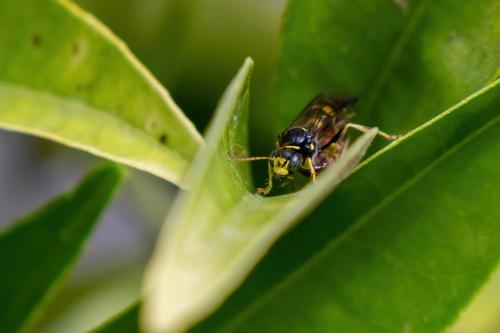 Gorytes laticinctus