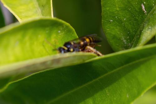 Gorytes laticinctus