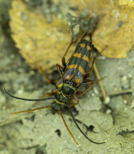 Leptura aurulenta