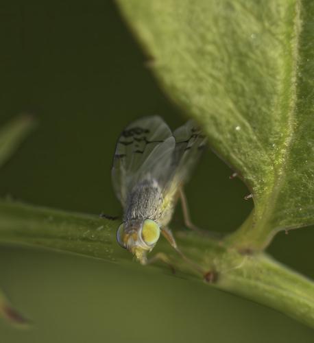 Acanthiophilus helianthi