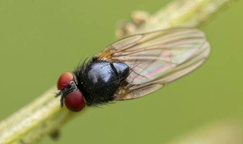 Silba fumosa