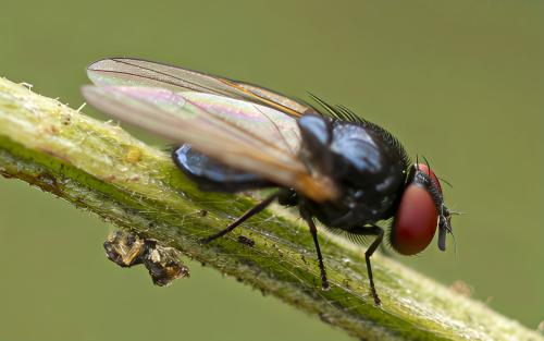 Silba fumosa