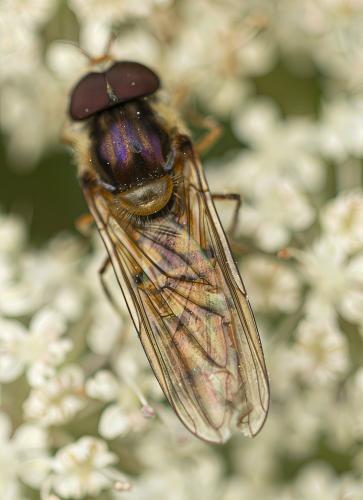 Episyrphus balteatus
