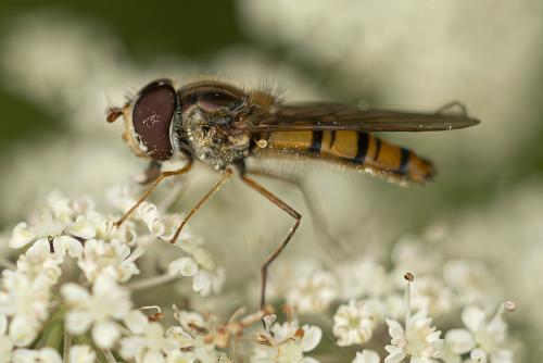 Episyrphus balteatus