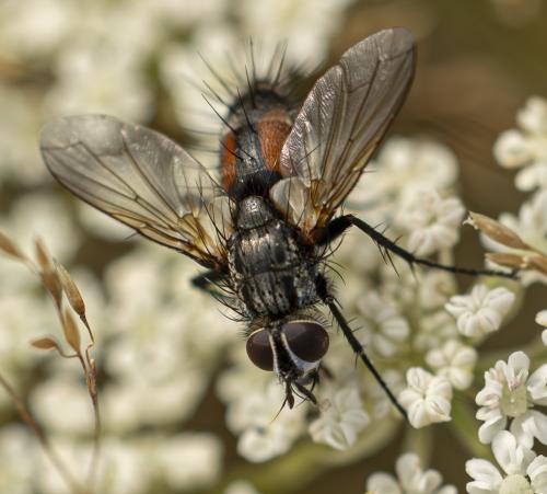 Eriothrix rufomaculatus