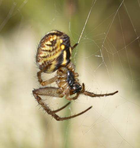 Réf. 362 426 : Neoscona byzanthina