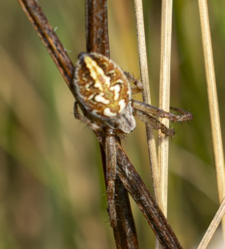 Neoscona byzanthina