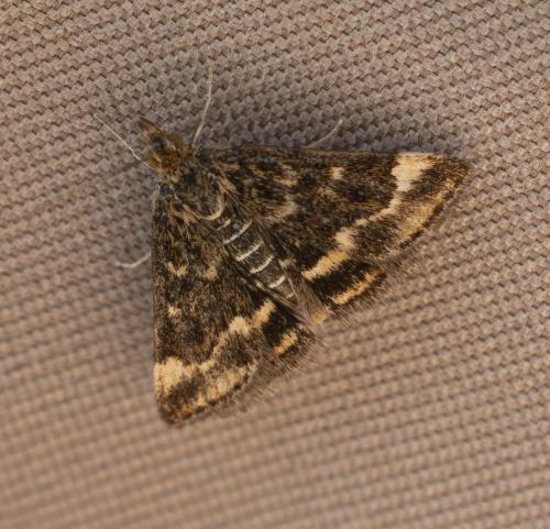 Pyrausta despicata