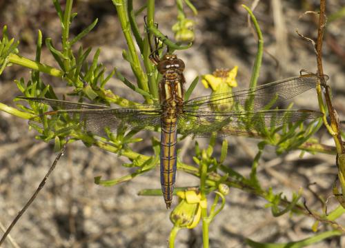 Orthetrum coerulescens