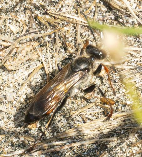 Sphex funerarius