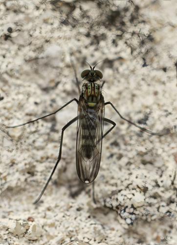 Liancalus virens