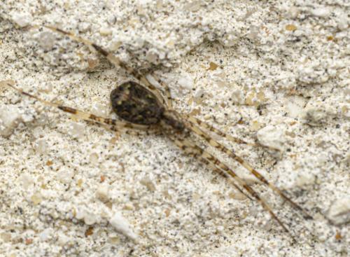 Episinus maculipes