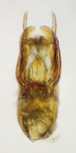 Bledius sp.