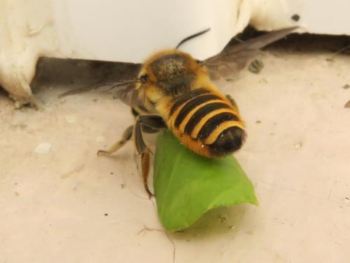 Megachile melanopyga