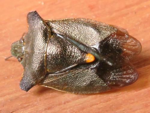 Réf. 362 444 : Pentatoma rufipes