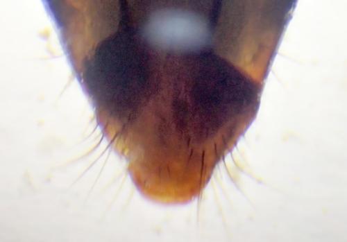 Bledius sp.