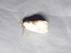 362155 – Photo : Moth-er – France (69)